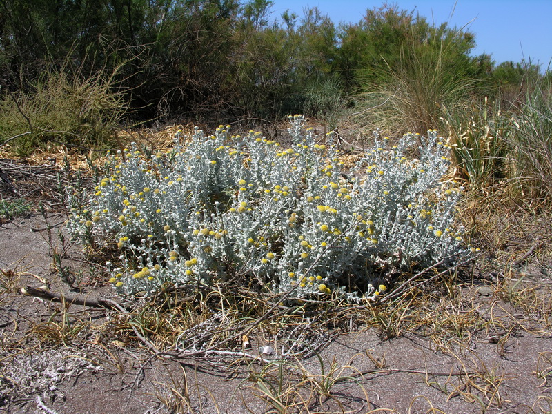 Otanthus maritimus.01