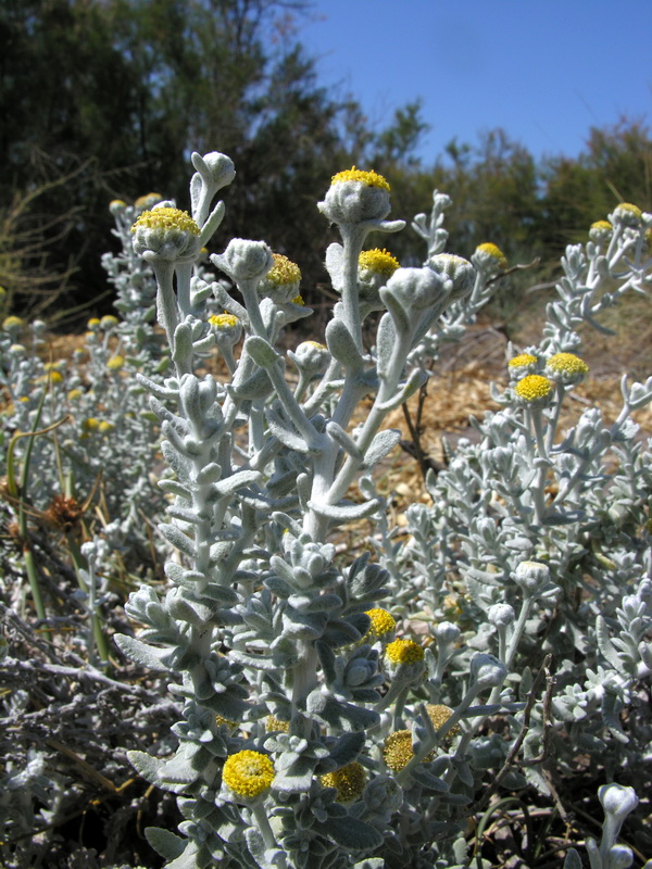 Otanthus maritimus.03