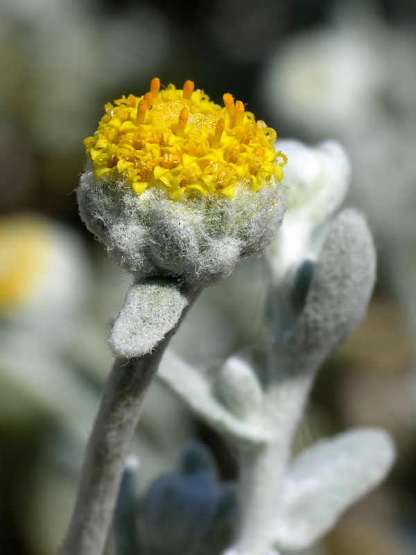 Otanthus maritimus.04