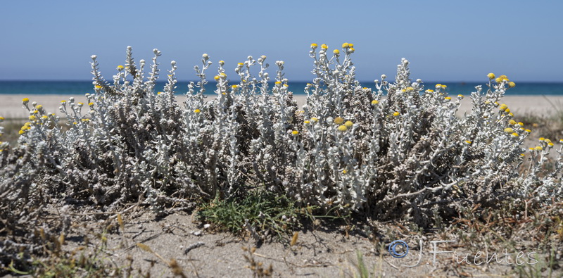 Otanthus maritimus.08