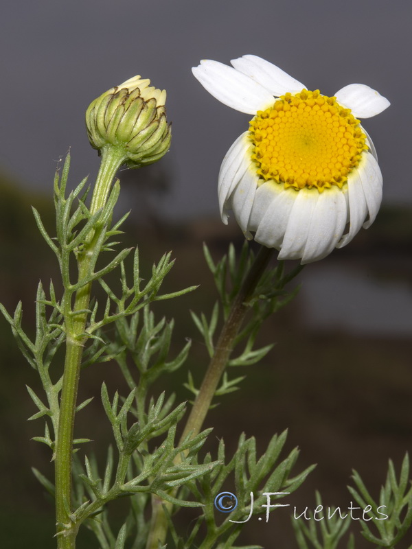 Otospermum glabrum.08