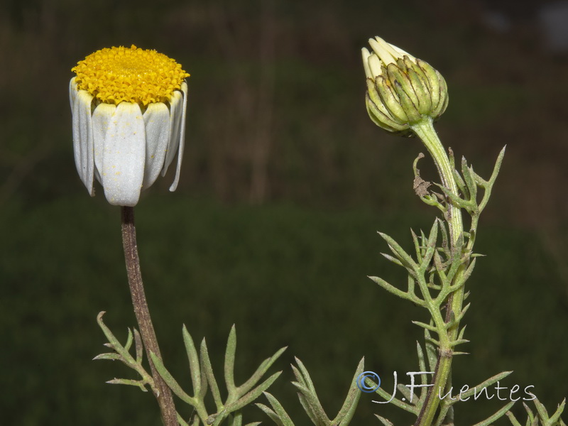 Otospermum glabrum.09