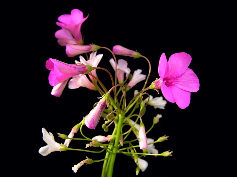 Oxalis articulata.01