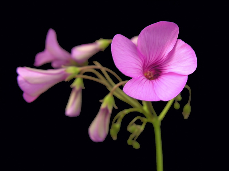 Oxalis articulata.02