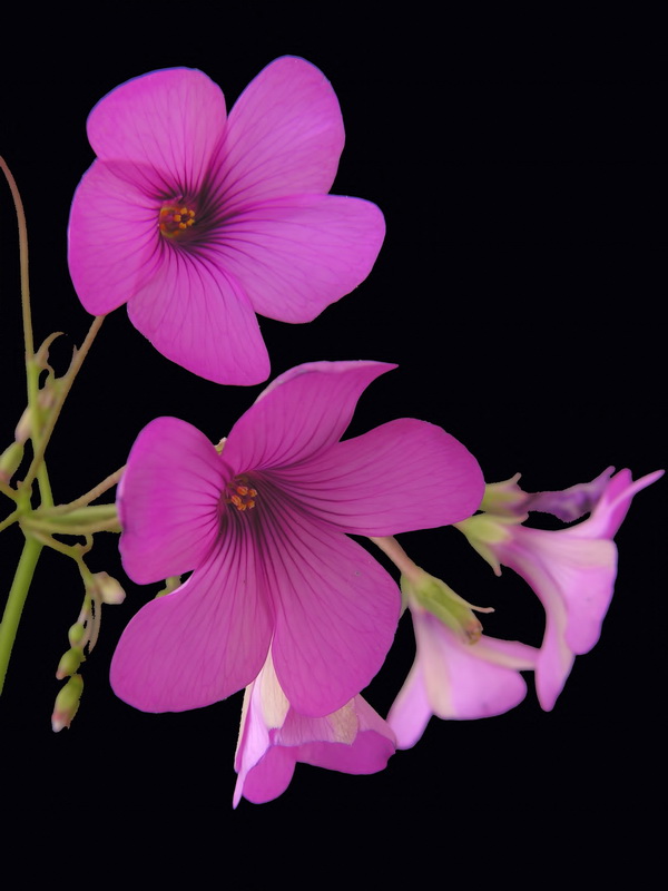 Oxalis articulata.03