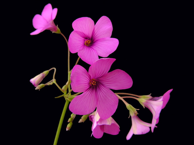 Oxalis articulata.04