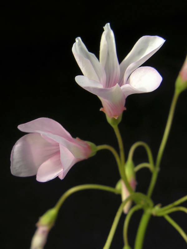 Oxalis articulata.07