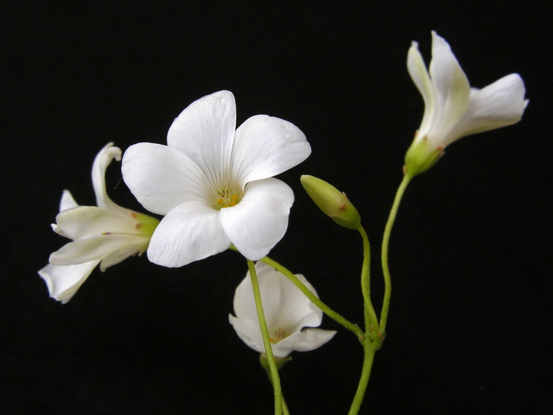 Oxalis articulata.09