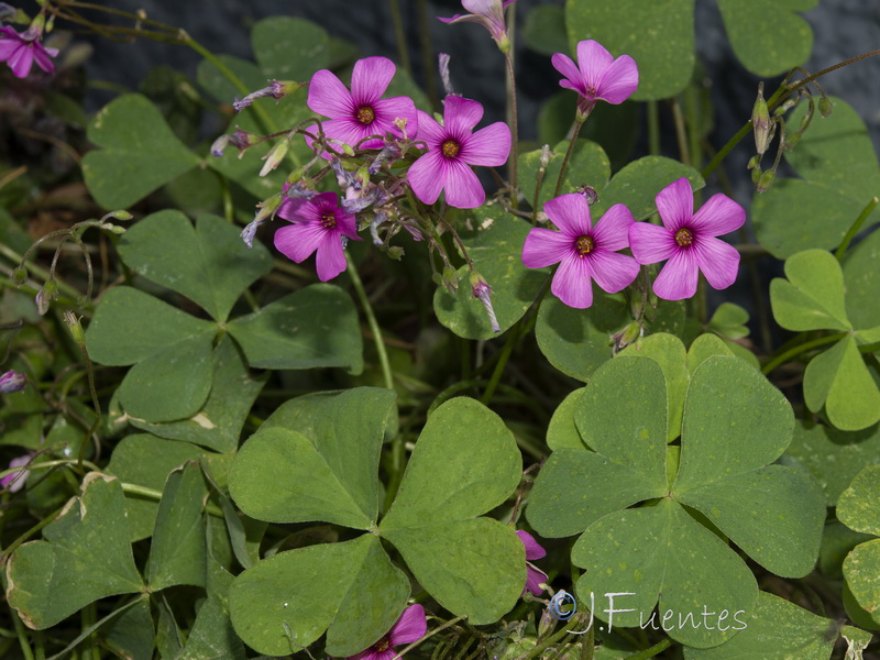 Oxalis articulata.10