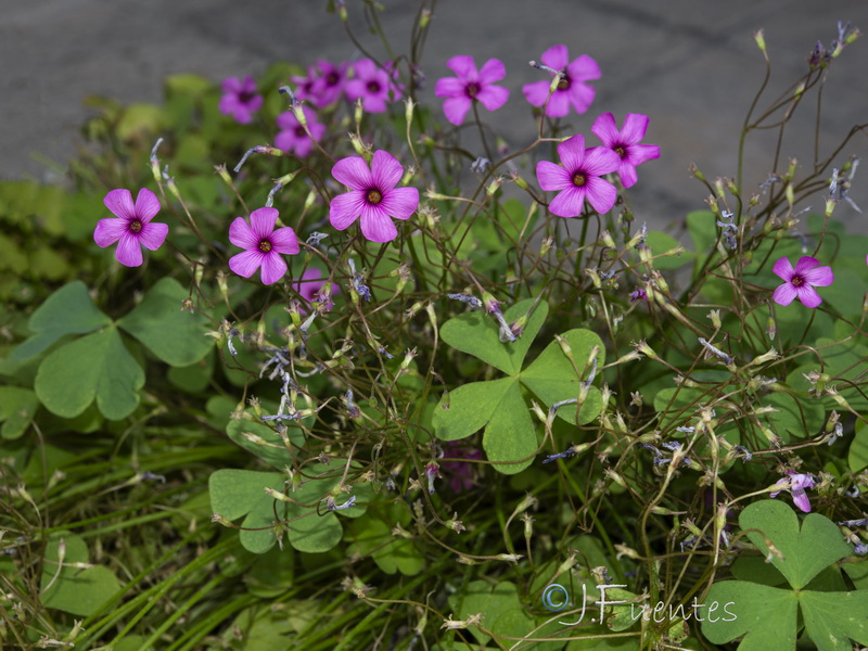 Oxalis articulata.11