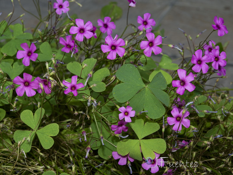 Oxalis articulata.12