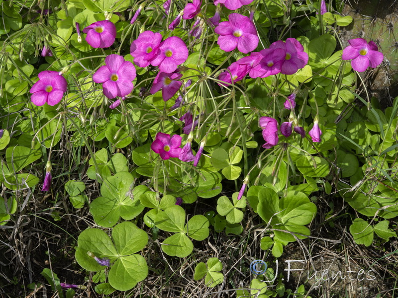 Oxalis bowiei.01