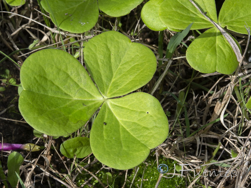 Oxalis bowiei.02