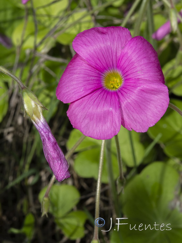Oxalis bowiei.03