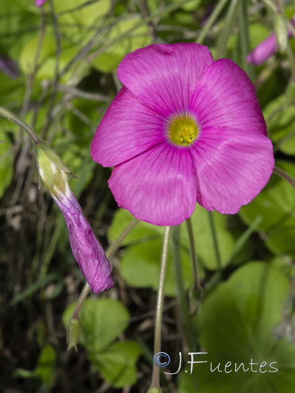 Oxalis bowiei.03