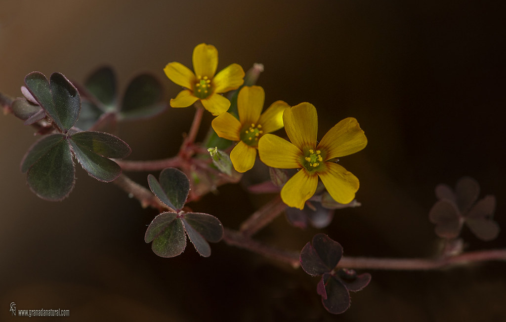 Oxalis corniculata