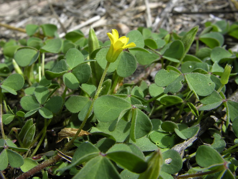 Oxalis corniculata.38