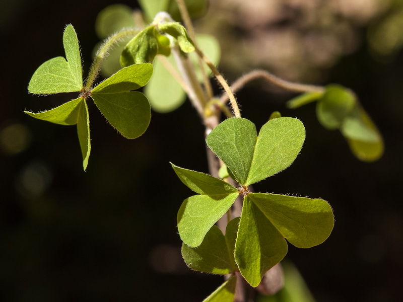 Oxalis corniculata.40