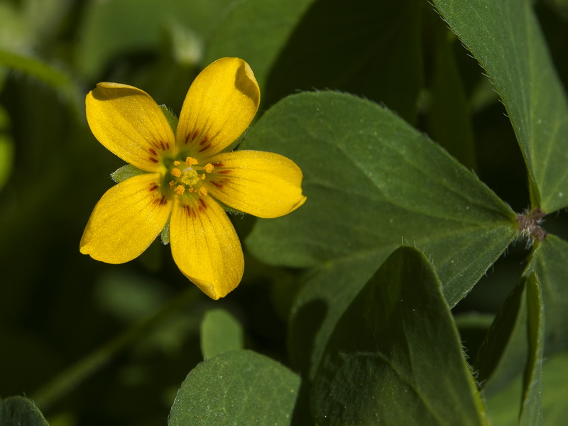 Oxalis corniculata.45