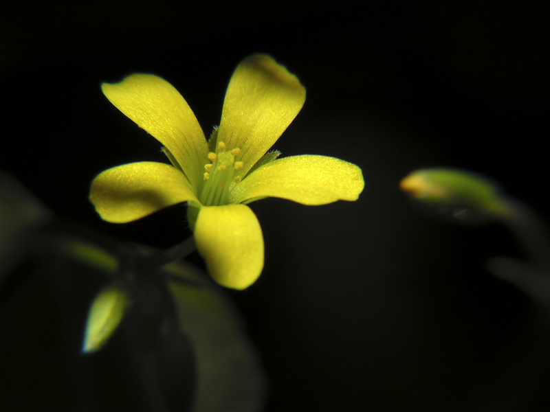 Oxalis corniculata.47