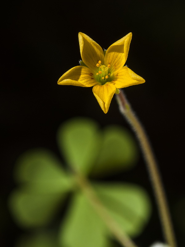 Oxalis corniculata.50