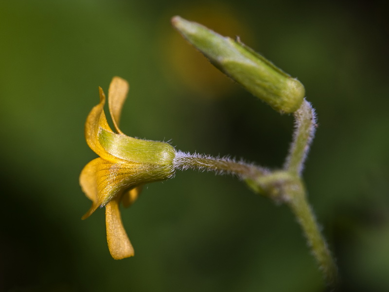 Oxalis corniculata.52