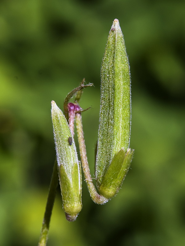 Oxalis corniculata.53