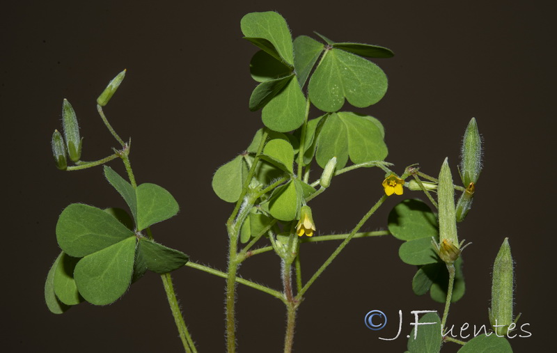 Oxalis corniculata.57