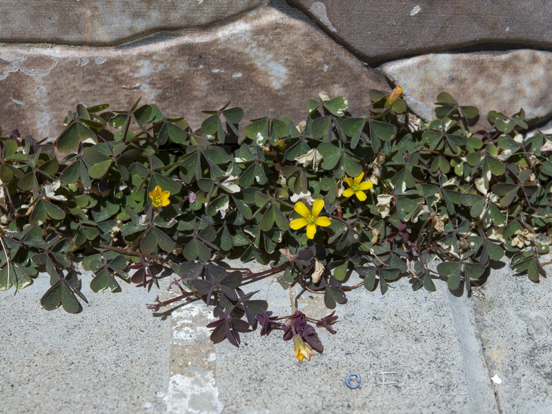 Oxalis corniculata.58