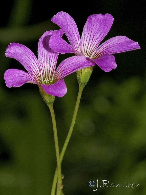 Oxalis debilis.01