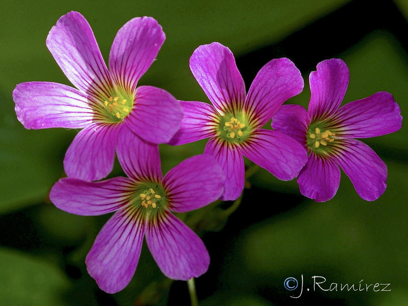 Oxalis debilis.02