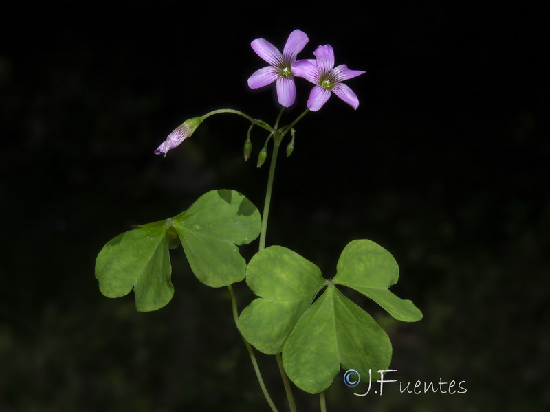 Oxalis debilis.04
