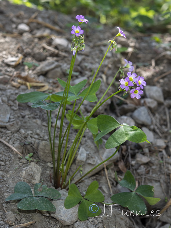 Oxalis latifolia.01