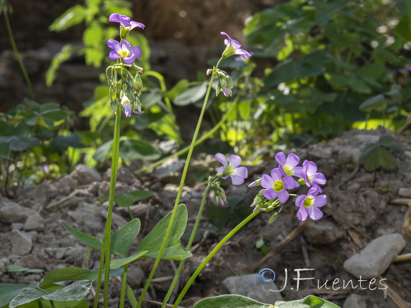 Oxalis latifolia.02