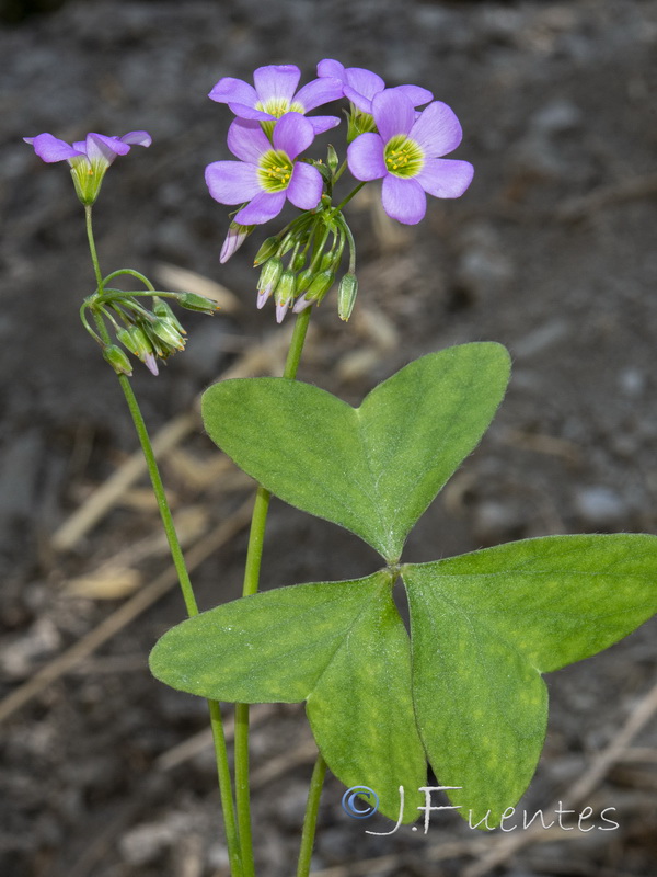 Oxalis latifolia.03