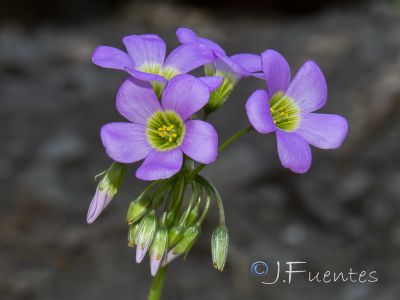 Oxalis latifolia.04