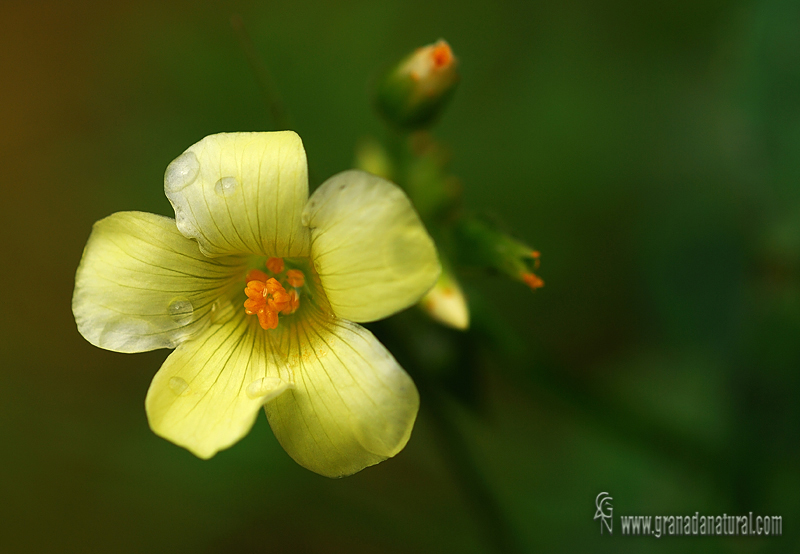 Oxalis pes caprae