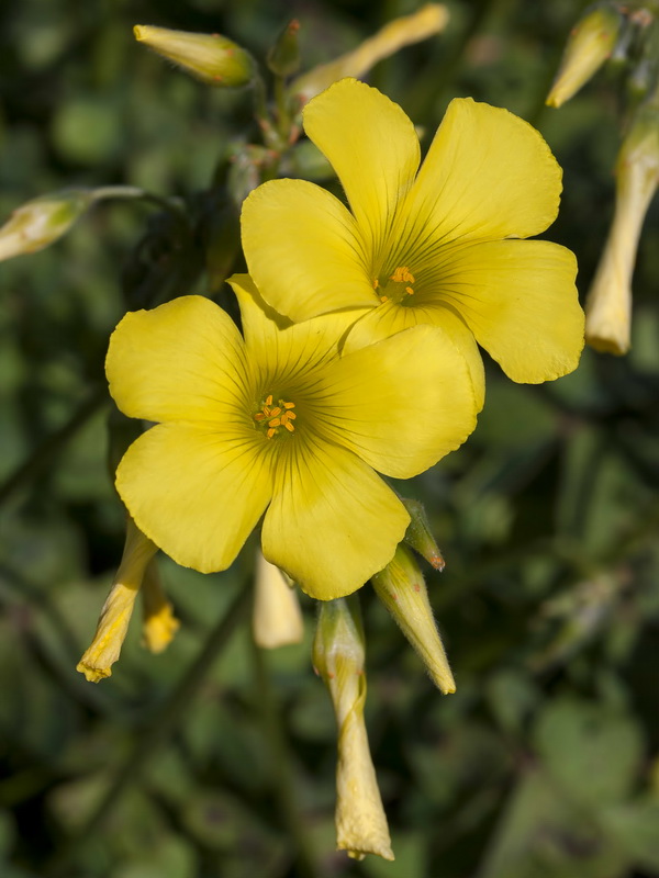 Oxalis pes caprae.07