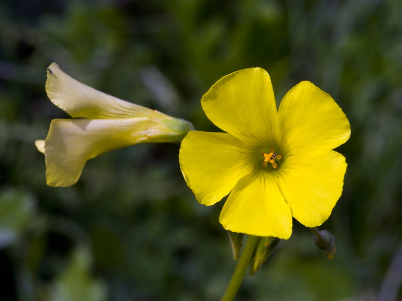 Oxalis pes caprae.08