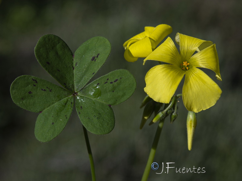 Oxalis pes caprae.30