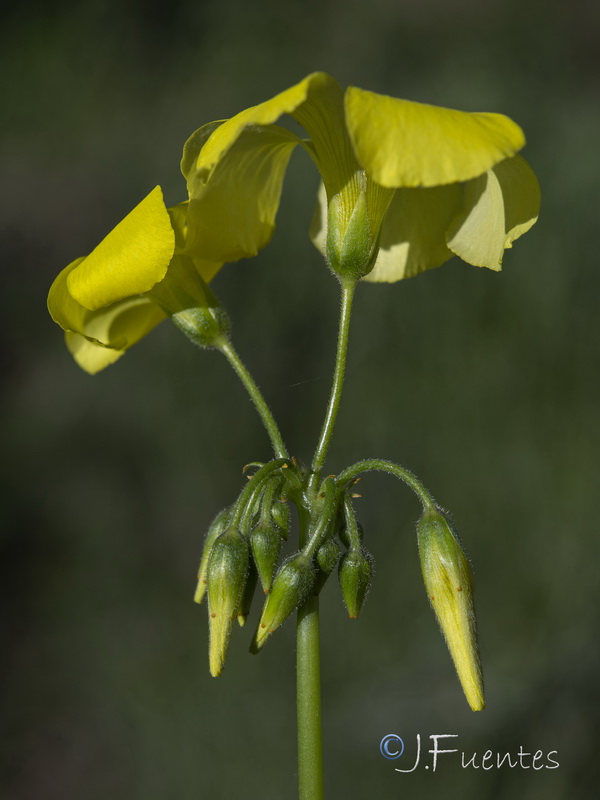 Oxalis pes caprae.06