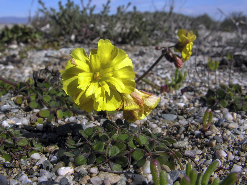 Oxalis pes caprae pleniflora.02