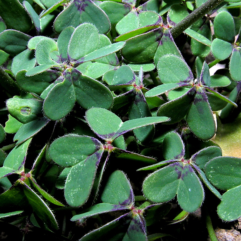 Oxalis pes caprae pleniflora.05