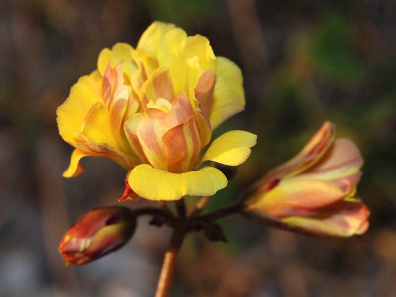 Oxalis pes caprae pleniflora.08