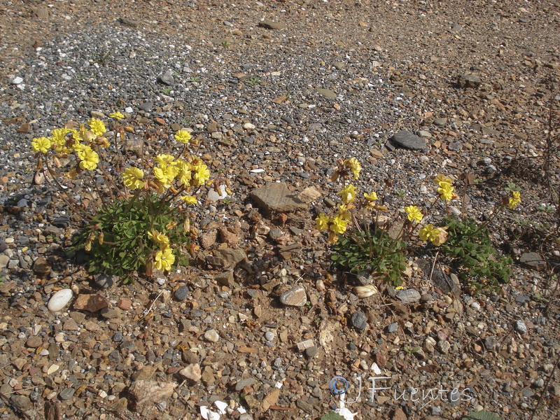 Oxalis pes caprae pleniflora.13