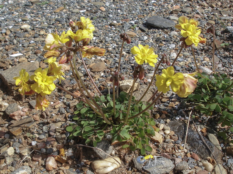 Oxalis pes caprae pleniflora.14