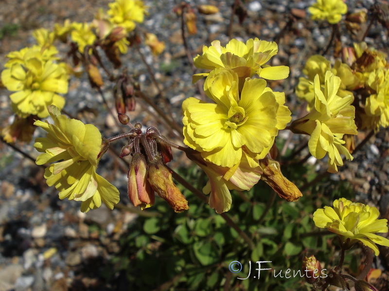 Oxalis pes caprae pleniflora.17