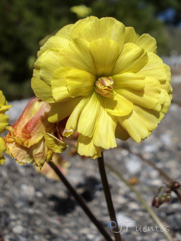 Oxalis pes caprae pleniflora.19