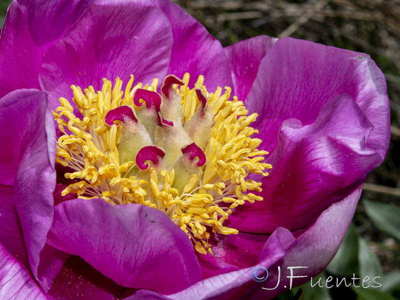 Paeonia broteri.20