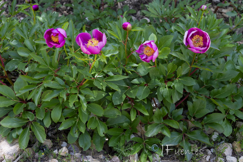 Paeonia broteri.02